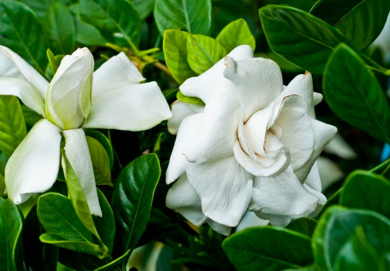 How to grow a beautiful jasmine gardenia house How to grow a beautiful jasmine gardenia house